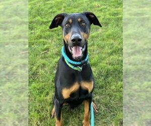Doberman Pinscher Dogs for adoption in Sacramento, CA, USA