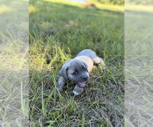 Cane Corso Puppy for Sale in WINONA, Mississippi USA