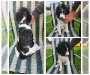 Poodle (Standard) Puppy for sale in PINE BLUFFS, WY, USA