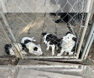 Border Collie Puppy for sale in BARDSTOWN, KY, USA