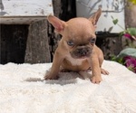 Small Photo #12 French Bulldog Puppy For Sale in GOSHEN, IN, USA