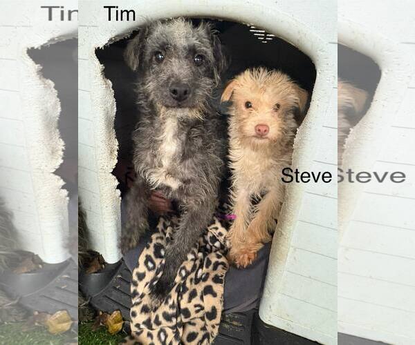 Medium Photo #4 Mutt Puppy For Sale in Turlock, CA, USA