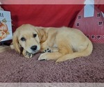 Small #2 Golden Retriever