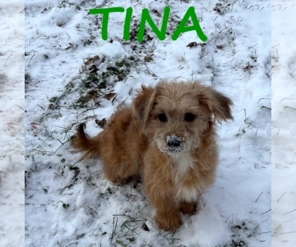 Medium Photo #3 Shorkie Tzu Puppy For Sale in HARTLAND, MN, USA