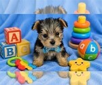 Small #2 Yorkshire Terrier