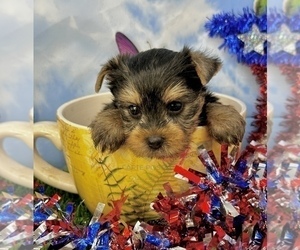 Yorkshire Terrier Puppy for sale in CASSVILLE, MO, USA