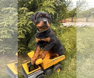 Rottweiler Puppy for sale in MIDDLEBURY, IN, USA