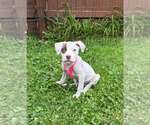 Puppy B (NY-Emily) - Female Bulldog-Labrador Retriever Mix Dog for Adoption - Small photo