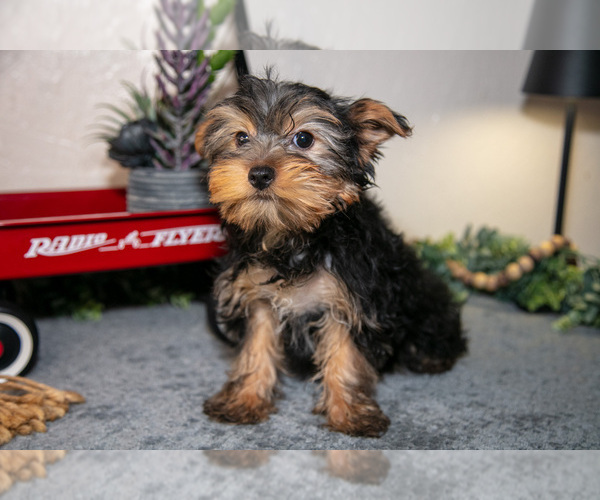 Medium Photo #5 Yorkshire Terrier Puppy For Sale in SHILOH, OH, USA