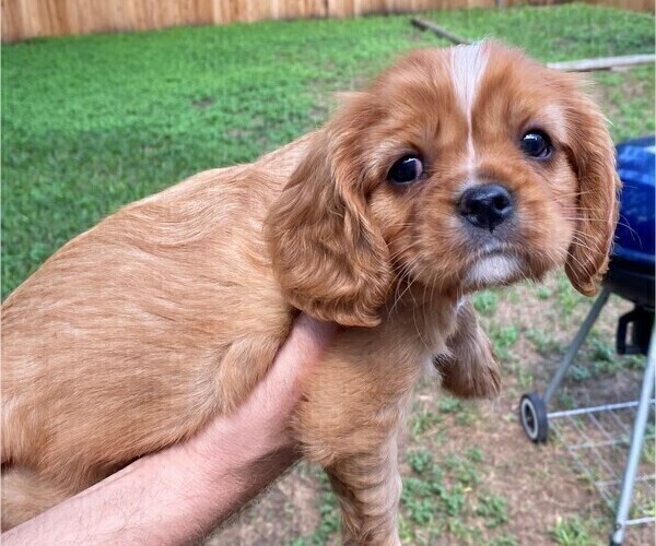Medium Photo #2 Cavalier King Charles Spaniel Puppy For Sale in AUSTIN, TX, USA