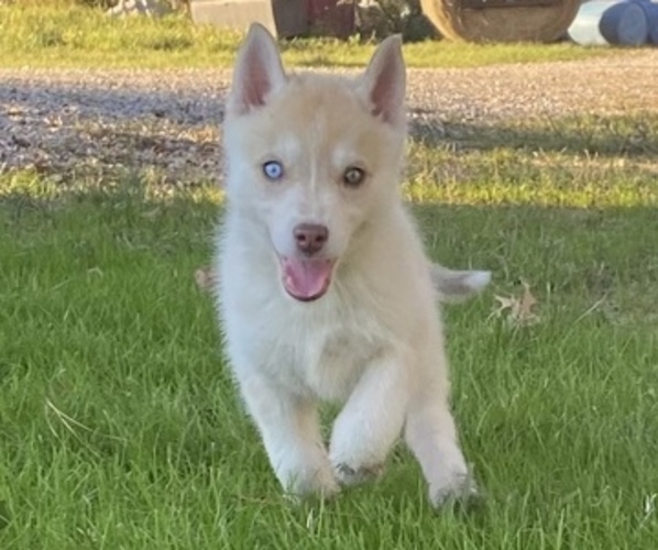 Medium Photo #1 Siberian Husky Puppy For Sale in PORTER, TX, USA