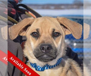 Puggle Dogs for adoption in Huntley, IL, USA
