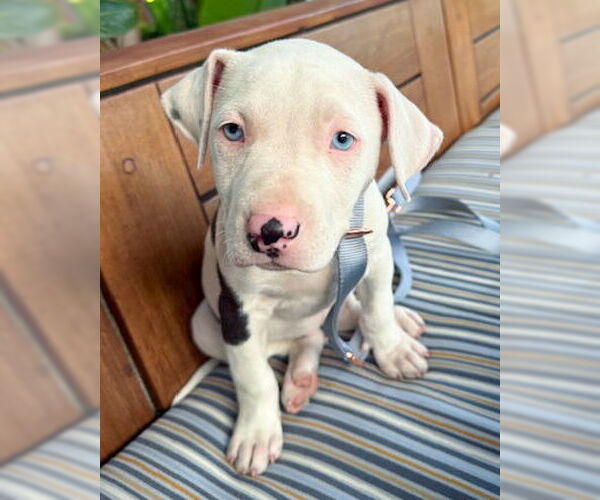 Medium Photo #1 American Pit Bull Terrier-Unknown Mix Puppy For Sale in Corona, CA, USA