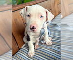 Small American Pit Bull Terrier Mix