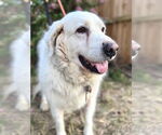 Small #8 Great Pyrenees