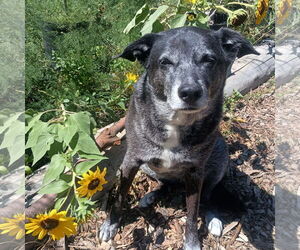 Mutt Dogs for adoption in Fort Collins, CO, USA