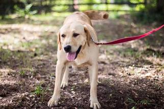 Mother of the Labrador Retriever puppies born on 06/05/2017