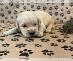 Puppy Champ Golden Retriever