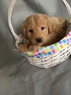Medium Photo #1 Goldendoodle (Miniature) Puppy For Sale in BELLEVILLE, PA, USA