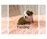 Small Photo #2 Pembroke Welsh Corgi Puppy For Sale in DERIDDER, LA, USA