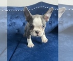 Small #15 French Bulldog