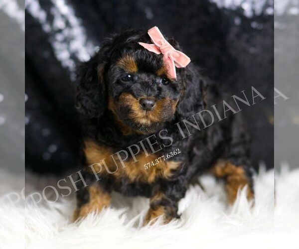 Medium Photo #3 Poodle (Miniature) Puppy For Sale in WARSAW, IN, USA