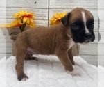 Small #5 Boxer