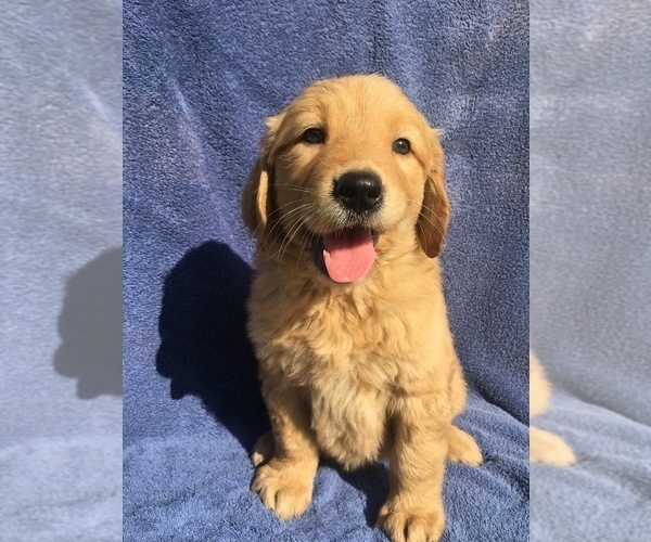 Medium Photo #1 Golden Retriever Puppy For Sale in SANTA ANA, CA, USA