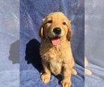 Small Golden Retriever