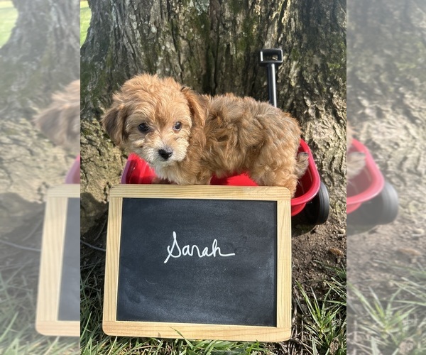 Medium Photo #4 Yo-Chon Puppy For Sale in BELFAST, OH, USA