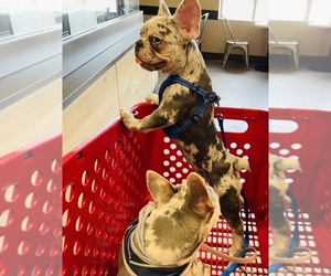 French Bulldog Puppy for sale in ATLANTA, GA, USA