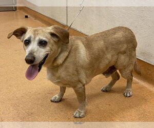 Mutt Dogs for adoption in Martinez, CA, USA