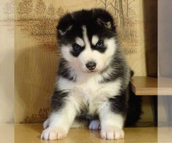 Medium Photo #6 Siberian Husky Puppy For Sale in DANVILLE, PA, USA