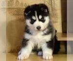 Small Photo #6 Siberian Husky Puppy For Sale in DANVILLE, PA, USA