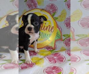 Boston Terrier Puppy for Sale in COLLINS, Georgia USA