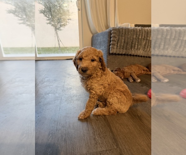 Medium Photo #19 Goldendoodle mix (+ Poodle Standard) Puppy For Sale in SEFFNER, FL, USA