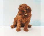 Small #1 Poodle (Miniature)