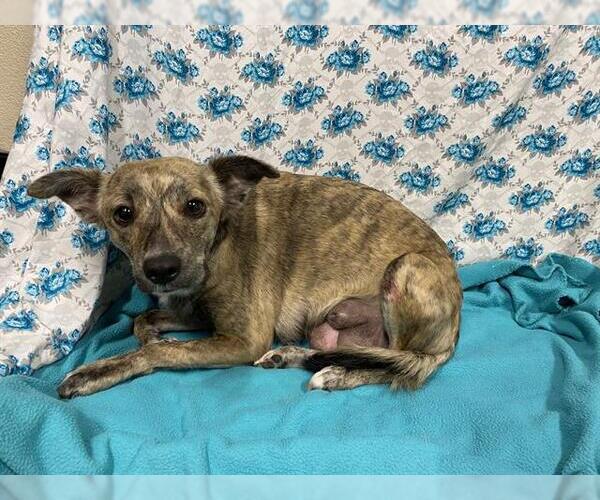 Medium Photo #1 Chihuahua-Unknown Mix Puppy For Sale in Modesto, CA, USA