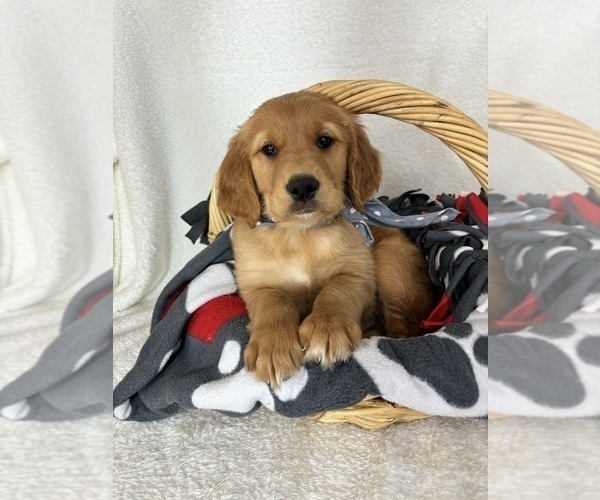 Medium Photo #2 Golden Retriever Puppy For Sale in GREENFIELD, IN, USA