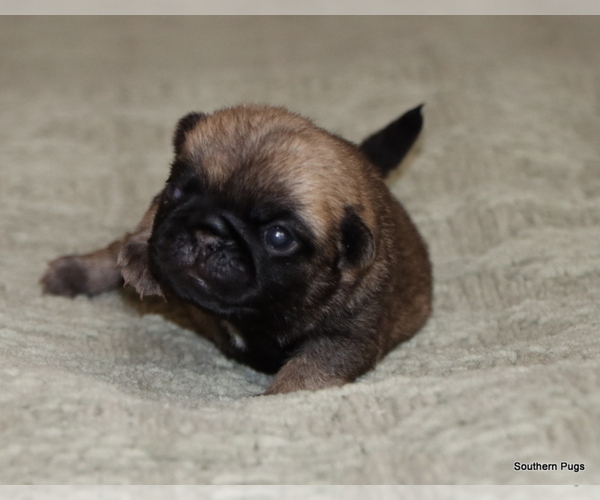Medium Photo #7 Pug Puppy For Sale in WINNSBORO, TX, USA