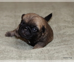 Small #6 Pug