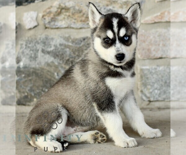 Medium Photo #2 Gerberian Shepsky Puppy For Sale in HONEY BROOK, PA, USA