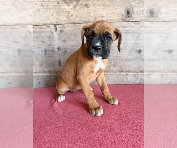 Medium Photo #8 Boxer Puppy For Sale in VERMONTVILLE, MI, USA