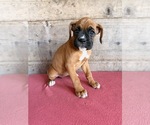 Litter of 9 - Male(s) and Female(s) BoxerLitter of Puppies for Sale - Photo #8