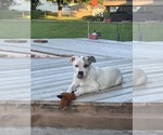 Small #1 Mutt