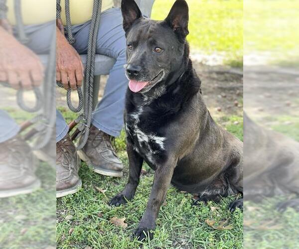 Medium Photo #1 Chow Chow-Unknown Mix Puppy For Sale in Conroe, TX, USA