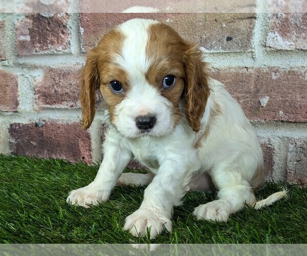 Medium Photo #7 Cavalier King Charles Spaniel Puppy For Sale in MOBERLY, MO, USA