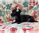 Small Photo #10 Chihuahua Puppy For Sale in LAKELAND, FL, USA