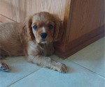 Small Photo #10 Cavalier King Charles Spaniel Puppy For Sale in BELVIDERE, IL, USA