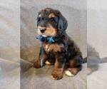 Small Photo #1 Bernedoodle Puppy For Sale in GRANTSVILLE, UT, USA
